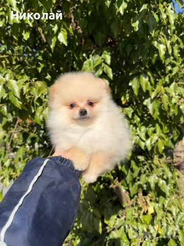 Померан мини момче със втора ваксина, снимка 5 - Померан - 53798503