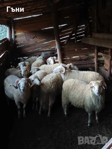 коч кочове за продан , снимка 8 - Овце - 51533244