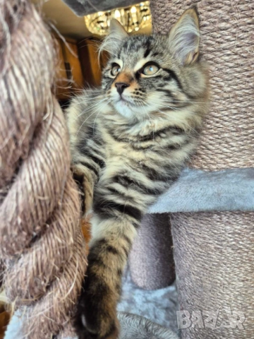Сибирско котенце, класическо таби, 3 м, Бургас, сибирче, коте, снимка 5 - Сибирски - 52342610