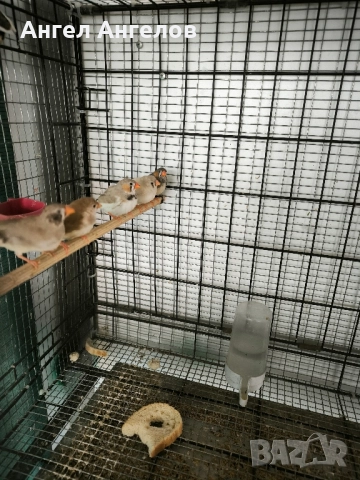 зеброви амадини , снимка 14 - Амадини - 52357881