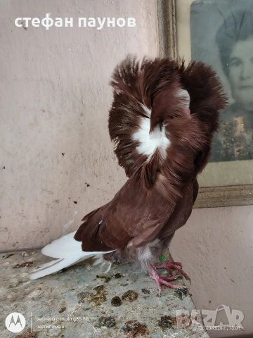 Якалия, снимка 6 - Гълъби - 53734052