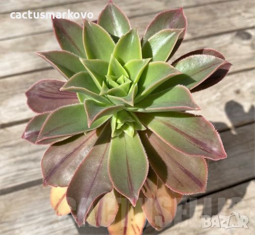 Aeonium leucoblepharum, снимка 2 - Стайни растения - 45171849