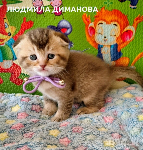 Шотландски златни чинчили. , снимка 6 - Британска късокосместа - 53387343