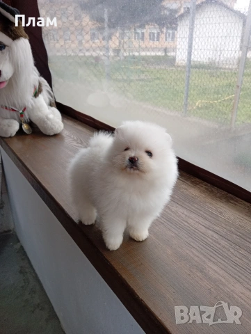 Мъжки и женски Померани. Реални снимки!, снимка 6 - Померан - 54044686