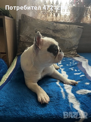 Продавам Френски булдог , снимка 2 - Френски булдог - 53385206