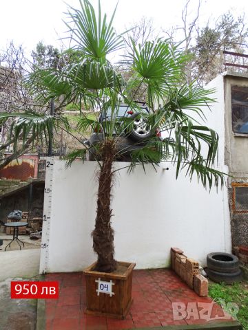 Студоустойчиви палми Трахикарпус в дървени саксии, снимка 11 - Градински цветя и растения - 45325945