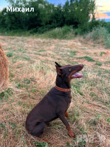 Търсим си момиченце за приятелка 