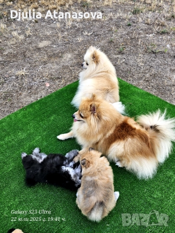 Продавам померанчета, снимка 10 - Померан - 51719427