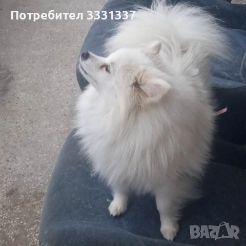 померан немски шпиц  женски на три години 