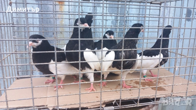 Продавам гълъби Ямболски Акмани , снимка 2 - Гълъби - 50425295