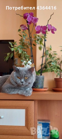 Продавам красиви и игриви британски котенца , снимка 5 - Британска късокосместа - 53984441