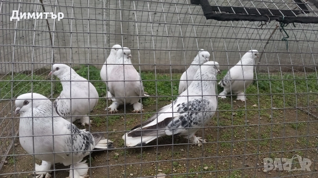 Продавам Мардини , снимка 5 - Гълъби - 52704789