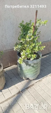 Продавам чашкодрян, салвия, алое,чемшир ,делосперма, снимка 2 - Градински цветя и растения - 34722969