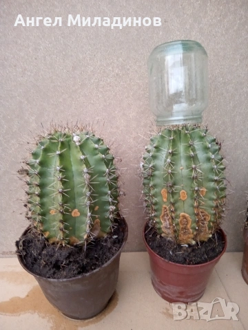 Кактус, снимка 4 - Стайни растения - 54257734