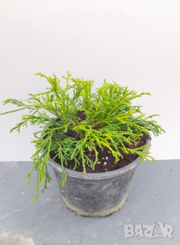 Лъжекипарис Нана – Chamaecyparis Filifera Nana, снимка 4 - Разсади - 52714377