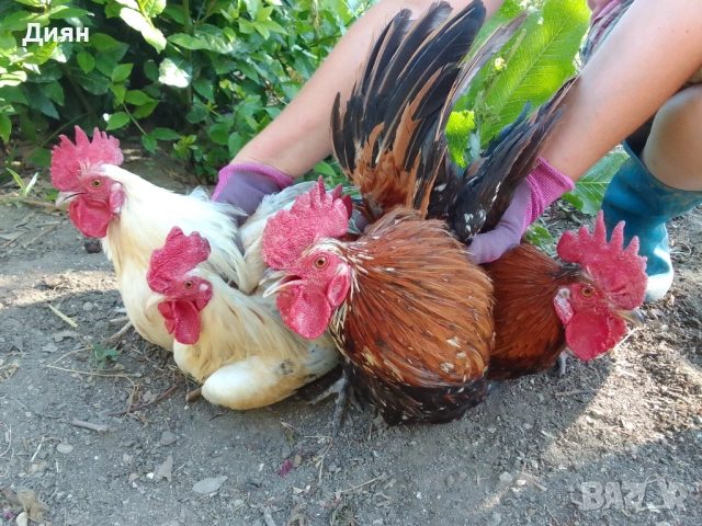 Декоративни петлета