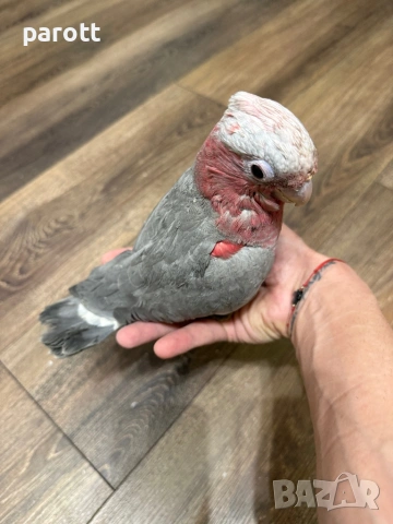 Ръчно хранено Розово Какаду, снимка 4 - Папагали - 53982160