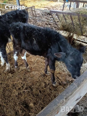 Продавам 2 мъжки телета