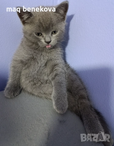 Продавам прекрасно правоухо шотландско момиченце!, снимка 3 - Британска късокосместа - 54075466