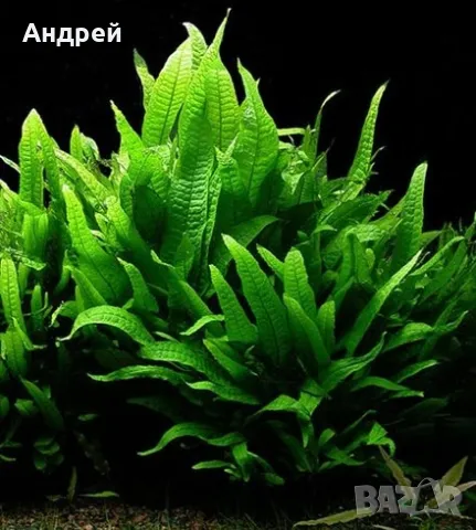 Микрозорум Птеропус, снимка 3 - Други - 50177854