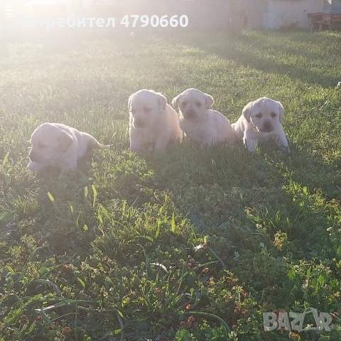 Лабрадори на 40 дни, снимка 2 - Лабрадор ретривър - 54128362