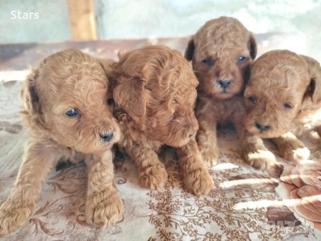 Той пуделчета , снимка 3 - Пудели - 52664339