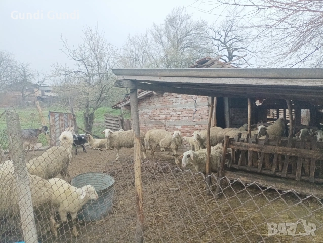 Продавам животни овце и агнета _всичките , снимка 2 - Овце - 54011718
