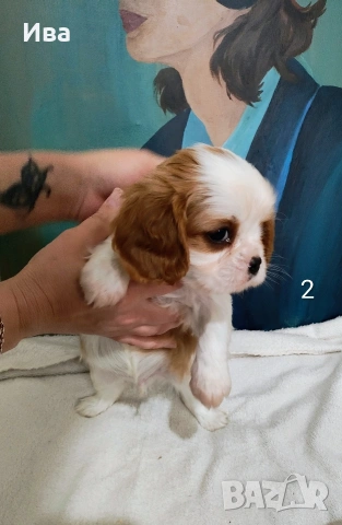 кавалер кинг чарлз шпаньол, снимка 9 - Кавалер кинг чарлз шпаньол - 52039746