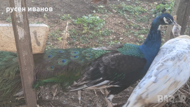 пауни млади и работещи, снимка 4 - други­ - 52804470