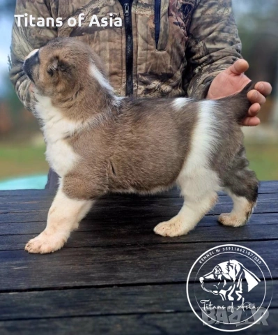 Кученца САО , АЛАБАЙ , Туркменски Вълкодав