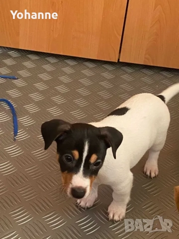  Продават се Джак Ръсели, снимка 3 - Джак ръсел териер - 52337274