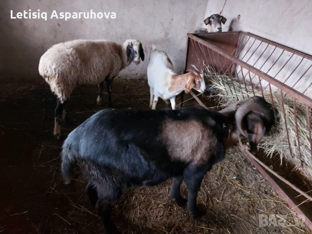 Продавам една овца, една коза, един пръч. Редовни