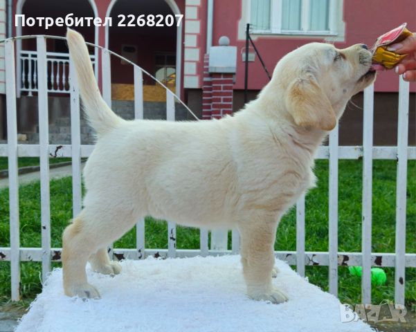 Labrador retriever puppies - Astorela kennel, снимка 6 - Лабрадор ретривър - 45256494