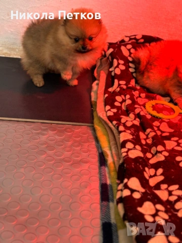 Померан, снимка 4 - Померан - 53176254