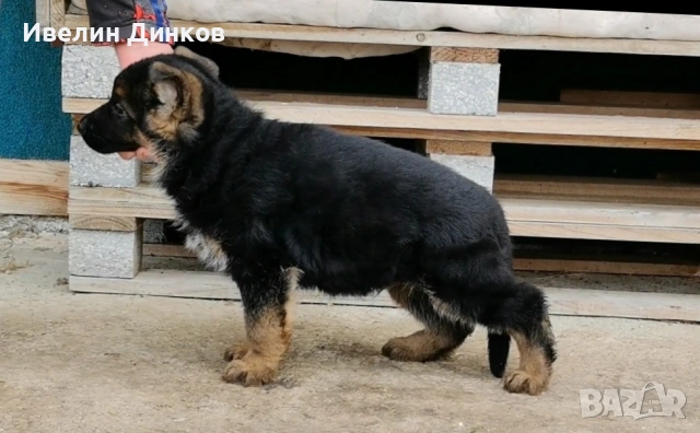 Мъжки немски овчарки с родословие. 