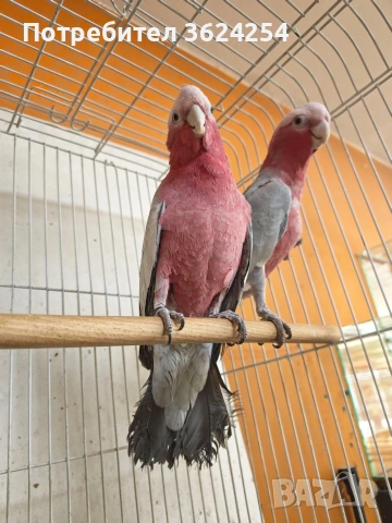 продавам чифт розови какадута, снимка 2 - Папагали - 53825153