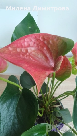 Антуриум , снимка 4 - Стайни растения - 51824526