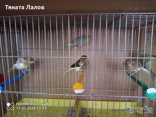канарчета, снимка 3 - Канари - 46417765