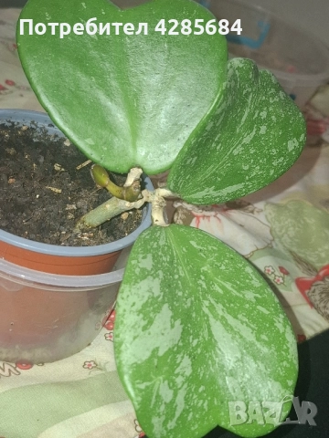 хоя кери сплаш, снимка 3 - Стайни растения - 51453019