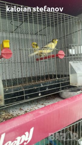 Чифт Орфееви канарчета, снимка 1 - Папагали - 46480947