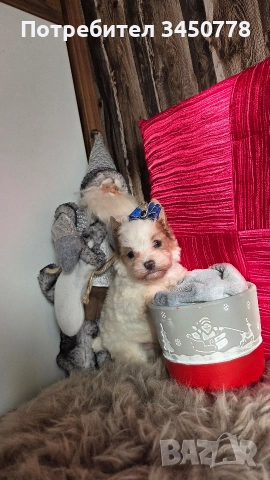 ексклузивен бял йоркшир, снимка 5 - Йоркширски териер - 52910687