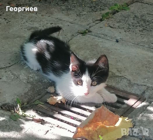 Котенце, снимка 1 - Други - 46349082