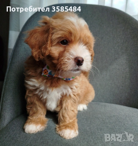 Shih poo/Mini poodle , снимка 4 - Пудели - 54096771