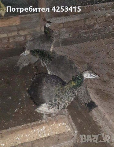 Продавам паунчета на 9 месеца , снимка 4 - други­ - 52271846