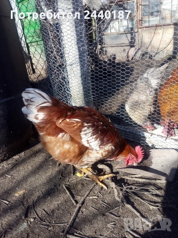Домашни петли , снимка 2 - Кокошки и пуйки - 53628759