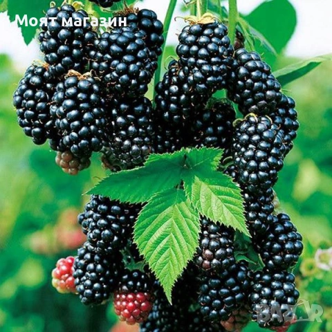 Гигантска Къпина без бодли, снимка 4 - Градински цветя и растения - 53631922