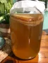 БИО Чаена гъба / Комбуча SCOBY, снимка 2