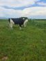 Продавам крави, снимка 1 - Крави - 46030937