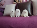 Чисто бели мини Померани. Реални снимки !, снимка 2