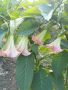 Продавам растения жълта и розова бругманзия (ангелски тромпет), снимка 12